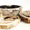 Petrified Wood - It's thousands of years old, yet suddenly back on everyone's Most Coveted list. Why?