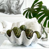 Faux Giant Clamshells Natural Vintage ***HIRE ONLY***