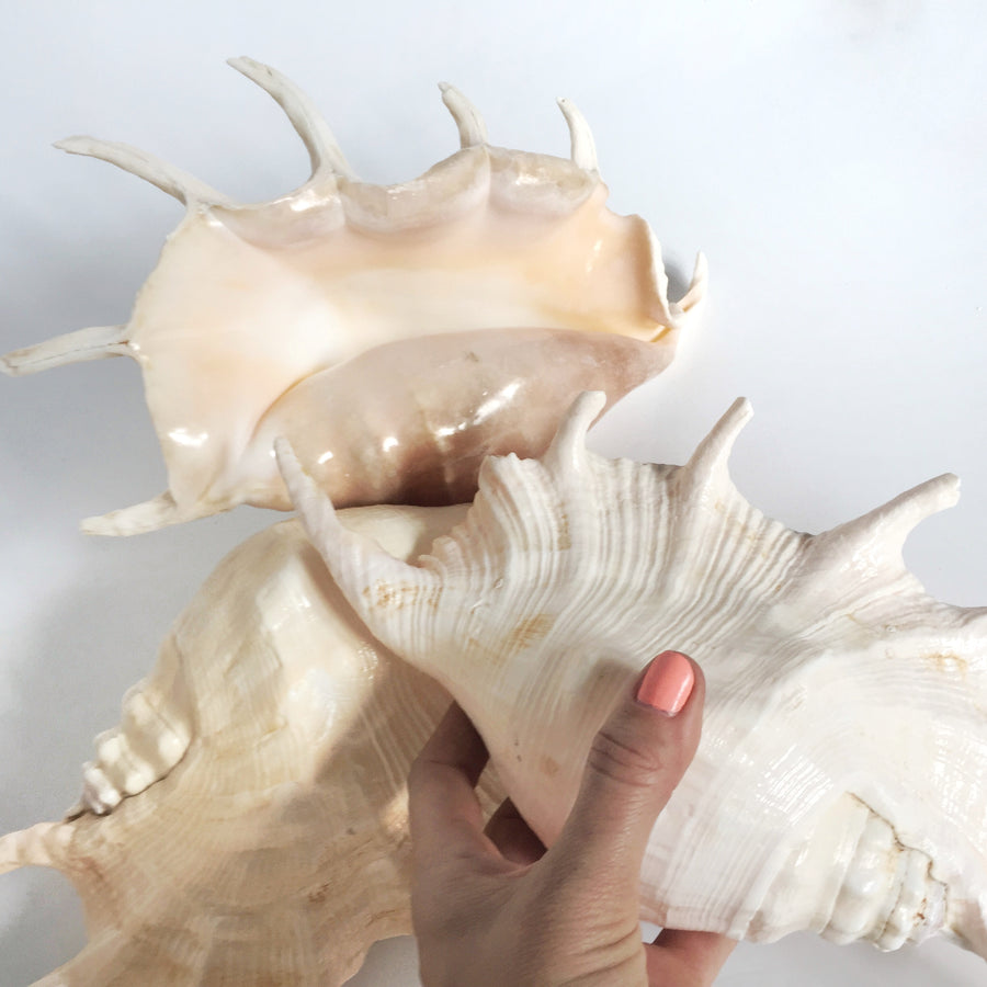 Real Large Spider Conch Shell