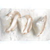 Real Pacific Conch Shell White Polished