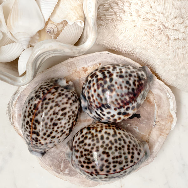 Real Polished Tiger Cowrie Shell Set 3 - Sourceress
