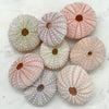 Mixed Pink and Pastel Mini Sea Urchins Set 8
