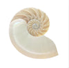 XL Real Rare Chambered Polished Pearl Nautilus Shell - Half