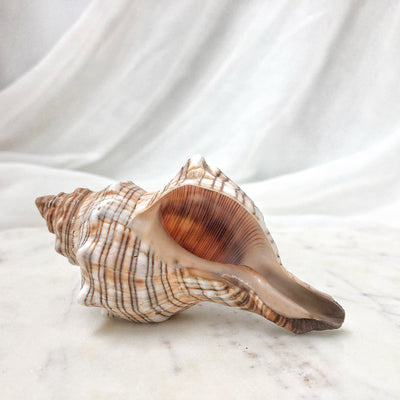Real Striped Fox Conch Polished Shell