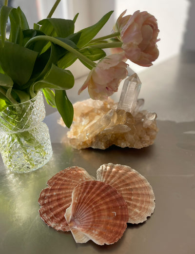 Real Natural Rustic Scallop Shells Set 5