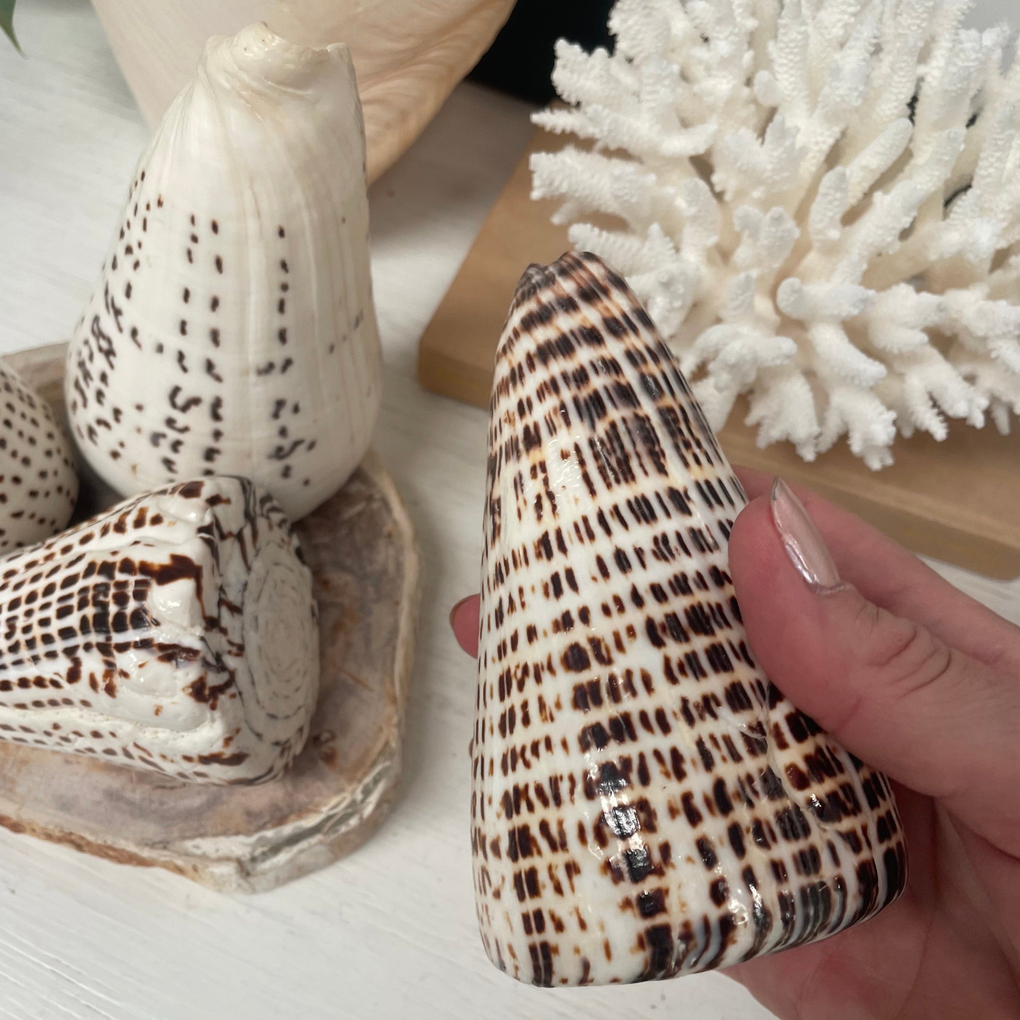 Real Polished Leopard Cone Shell Large