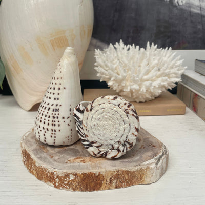 Real Polished Leopard Cone Shell Large