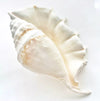 Real Large Spider Conch Shell
