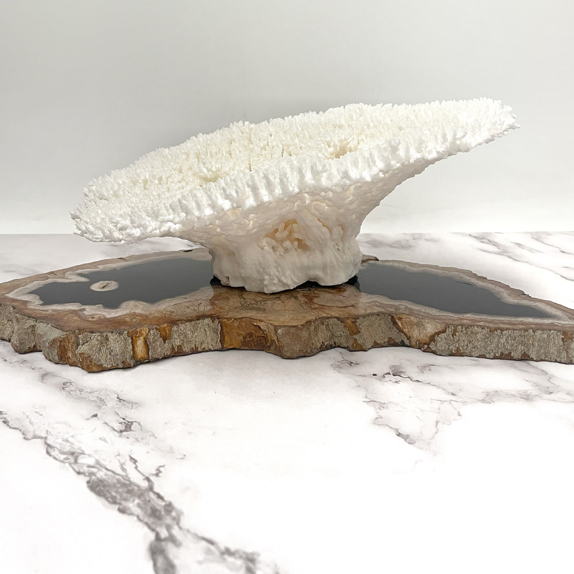 Plate Coral Specimen E