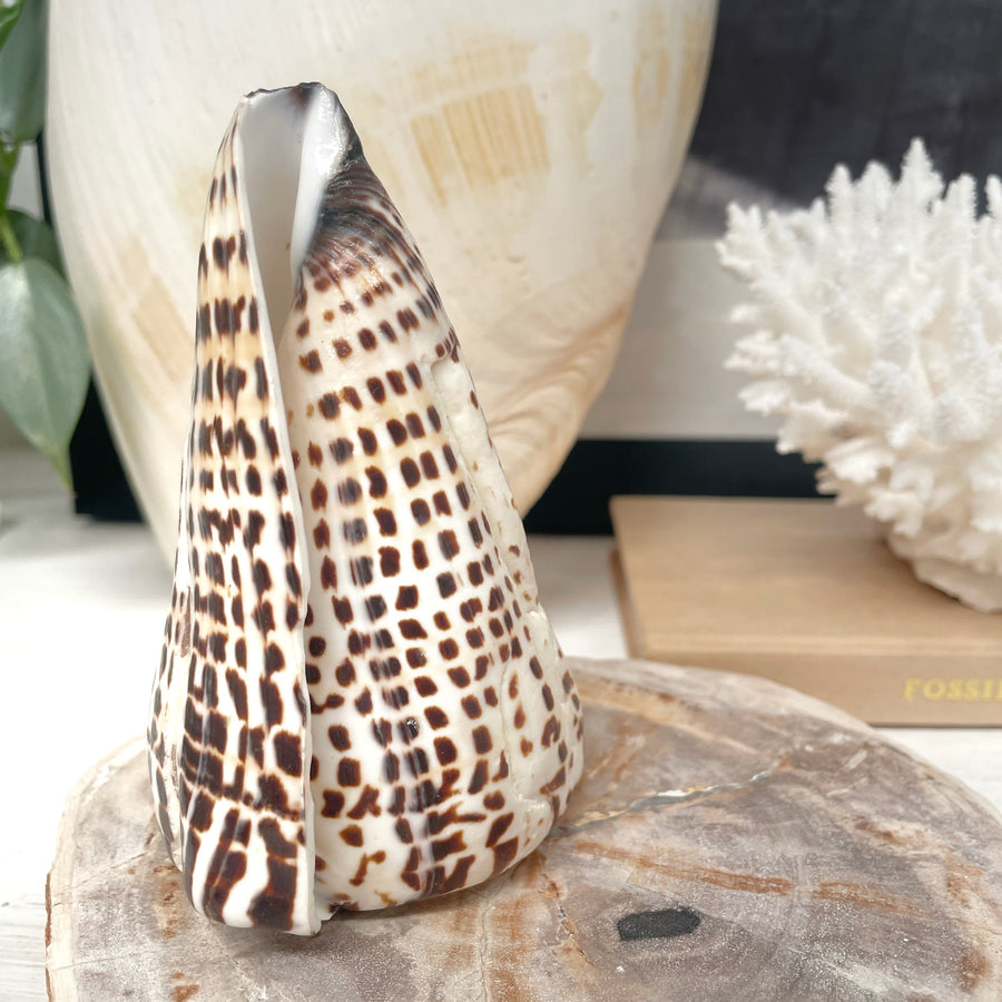 Real Polished Leopard Cone Shell Large