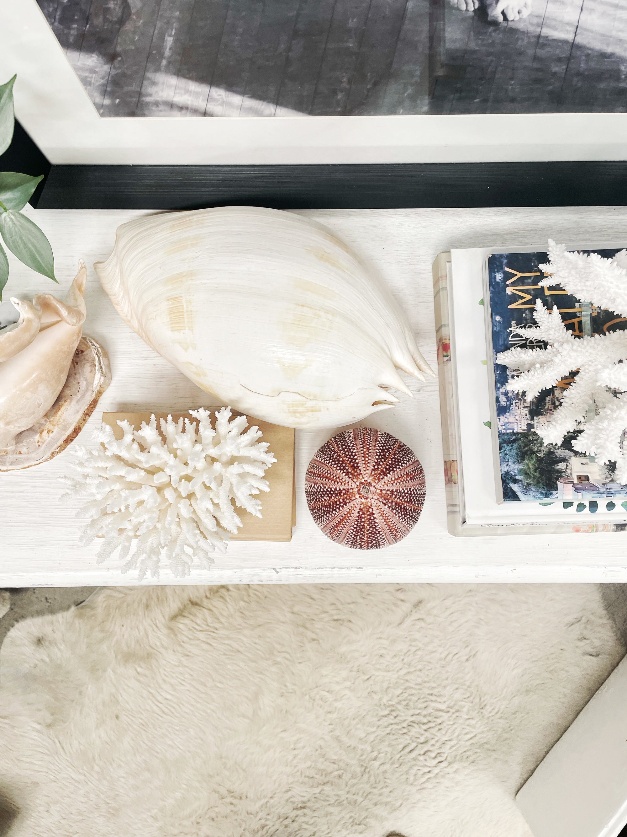 Real Giant Sea Urchin AKA Cornish Urchin