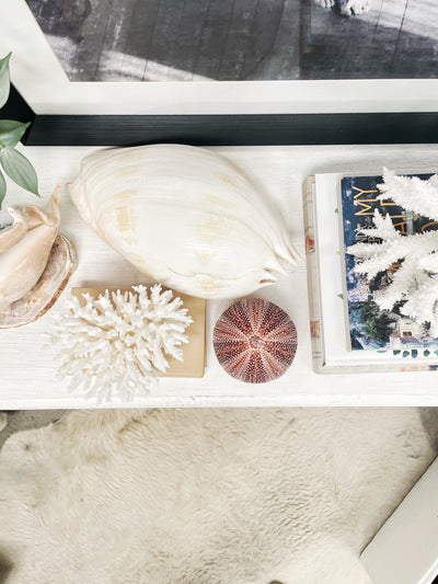 Real Giant Sea Urchin AKA Cornish Urchin