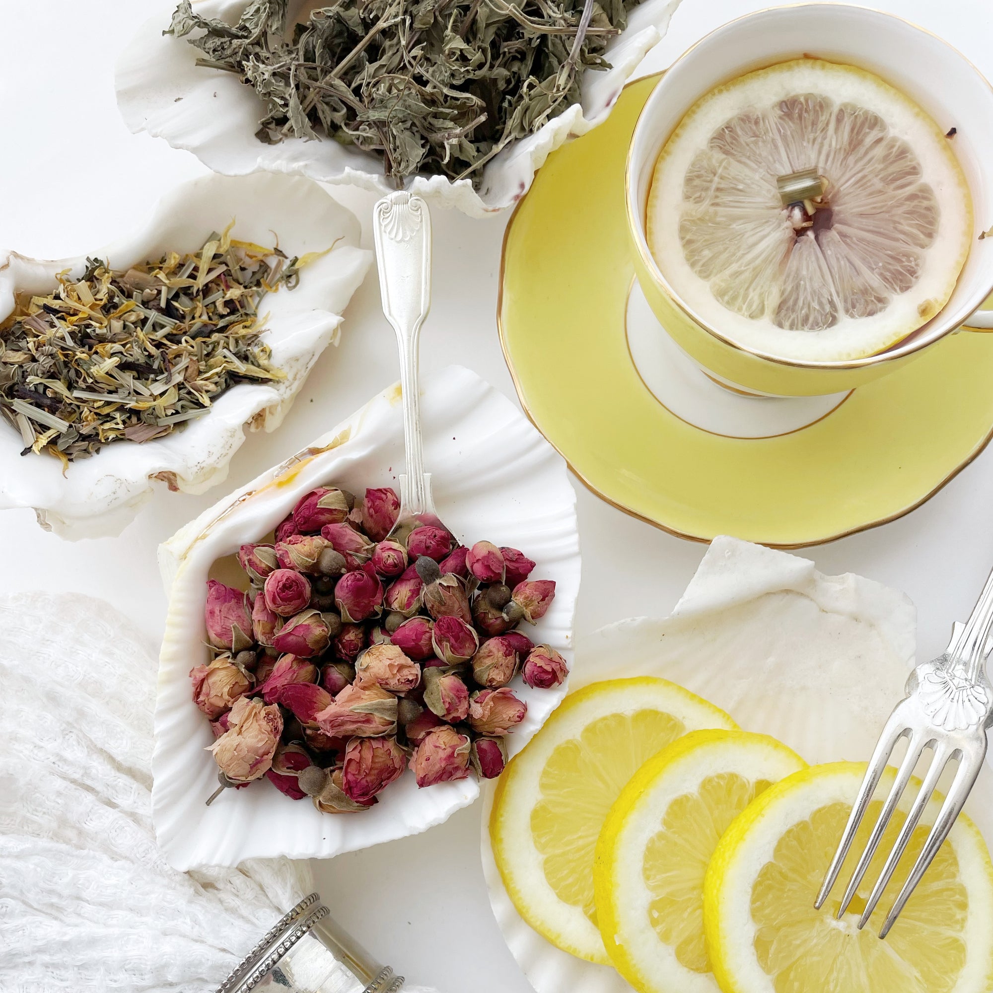 Real Giant Clamshells 10-80 CM ***HIRE ONLY***