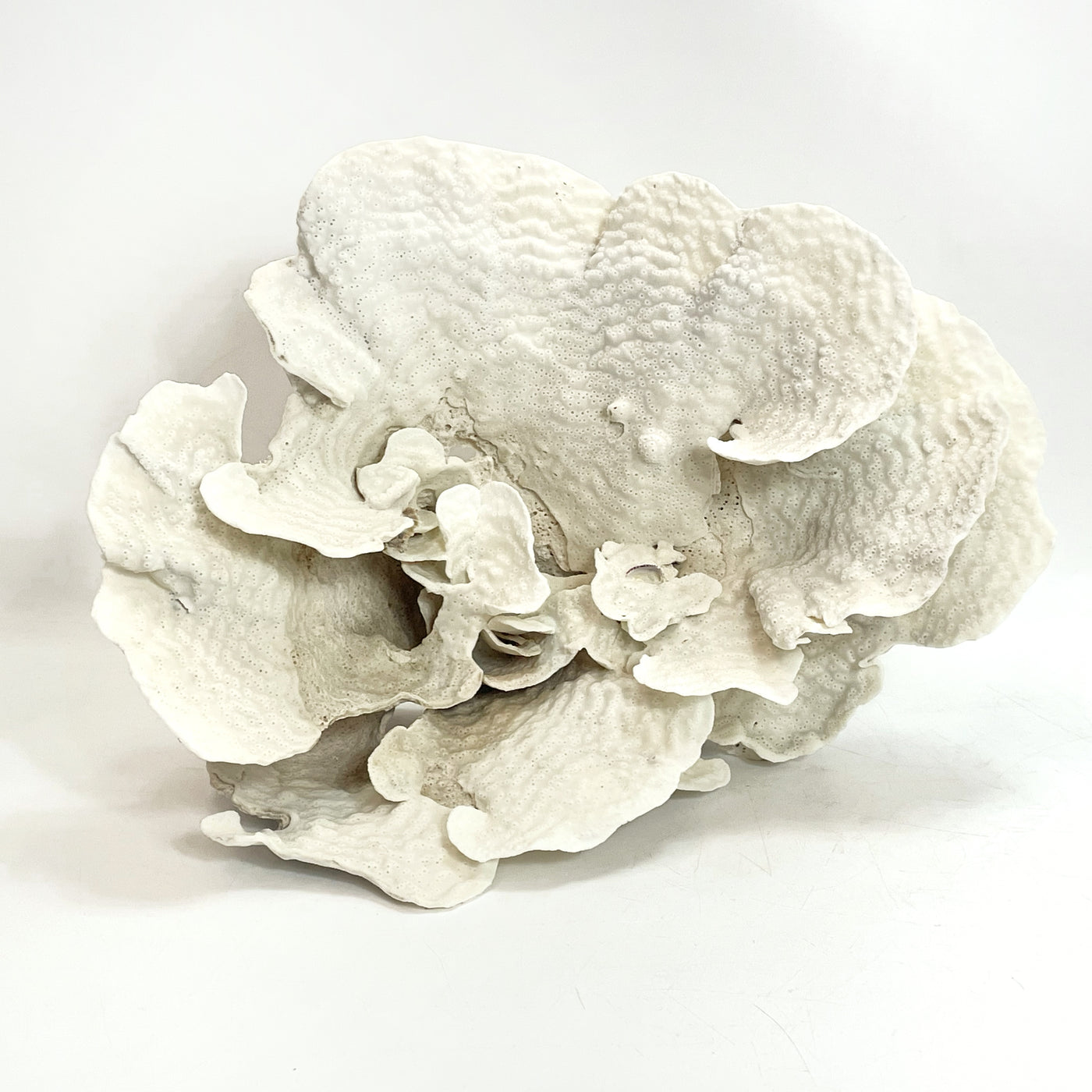 2025 Feature Collection: Turban Vase Coral Oversize #12