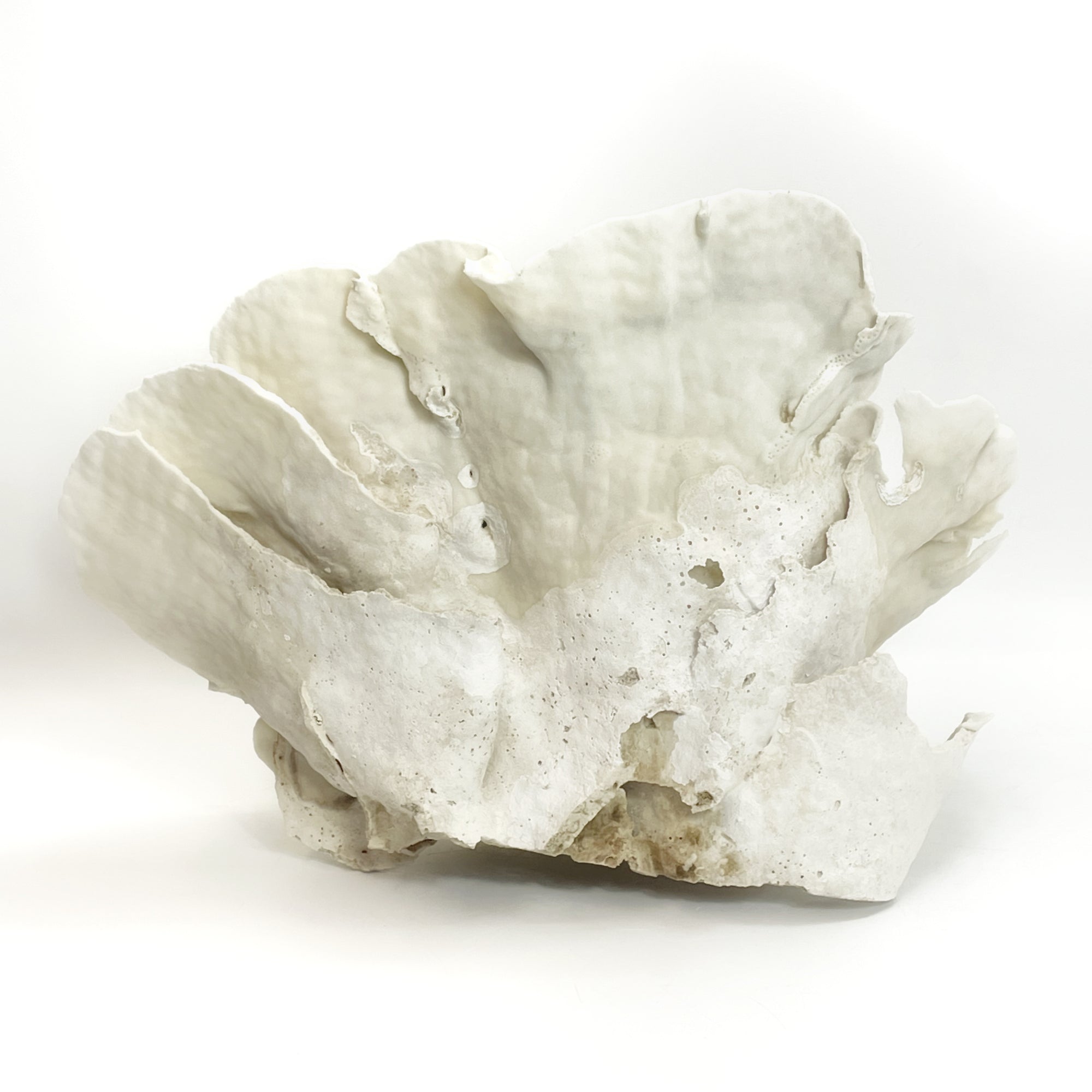 2025 Feature Collection: Turban Vase Coral Oversize #12