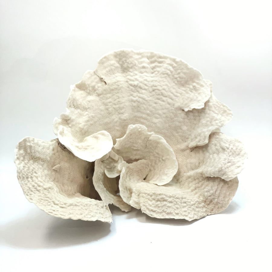 2025 Feature Collection: Turban Vase Coral Oversize #14