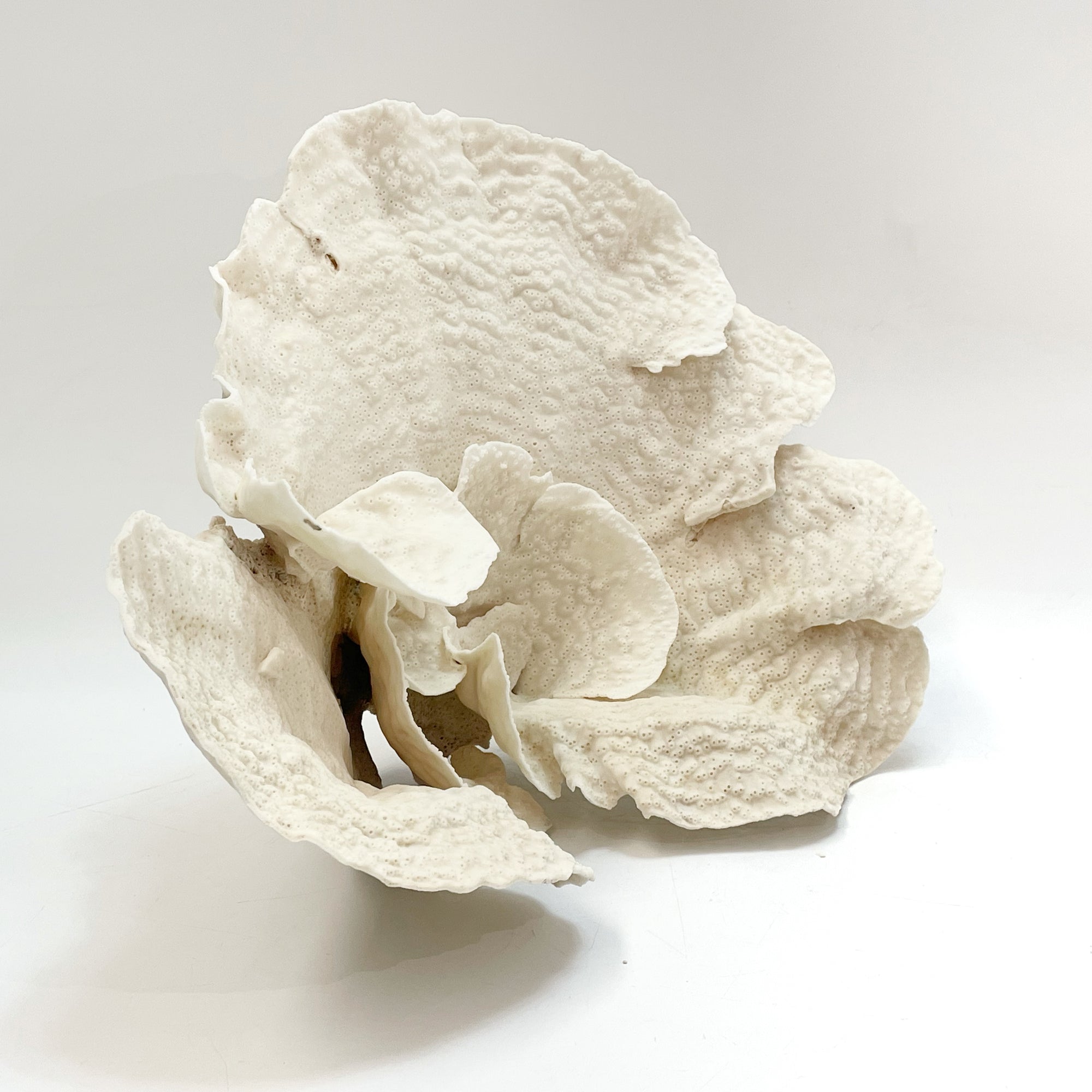 2025 Feature Collection: Turban Vase Coral Oversize #14