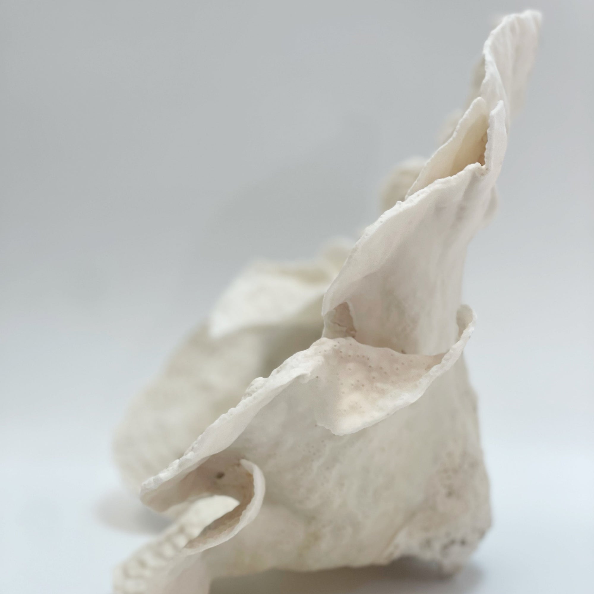 2025 Feature Collection: Turban Vase Coral Oversize #14