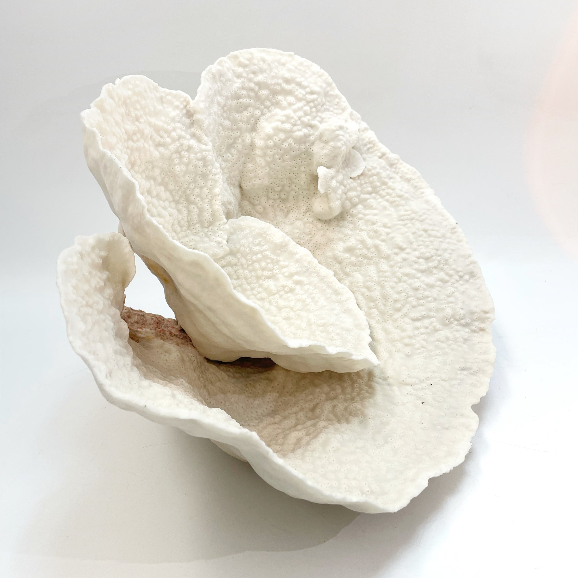 2025 Feature Collection: Turban Vase Coral Oversize #15