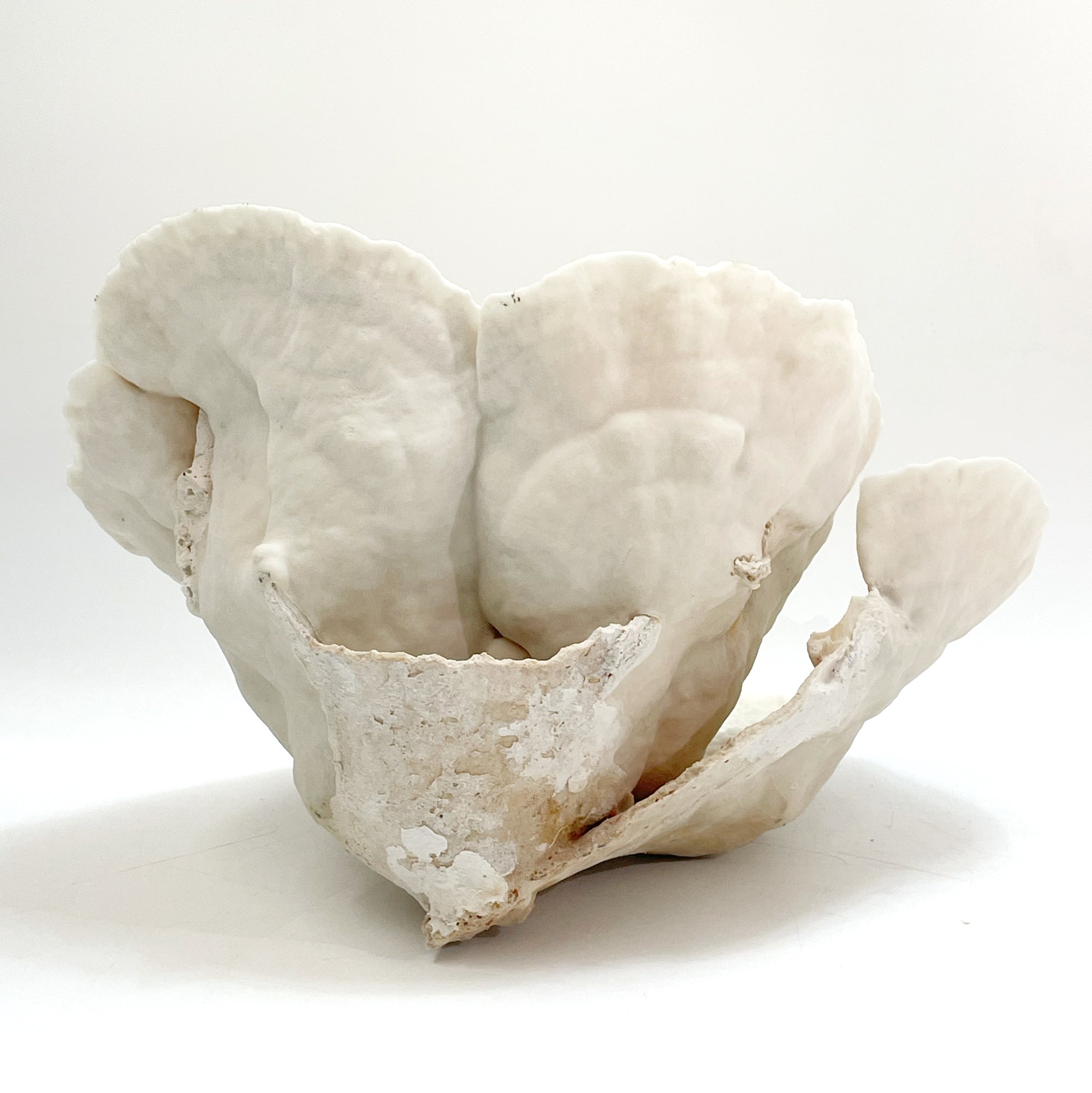 2025 Feature Collection: Turban Vase Coral Oversize #15