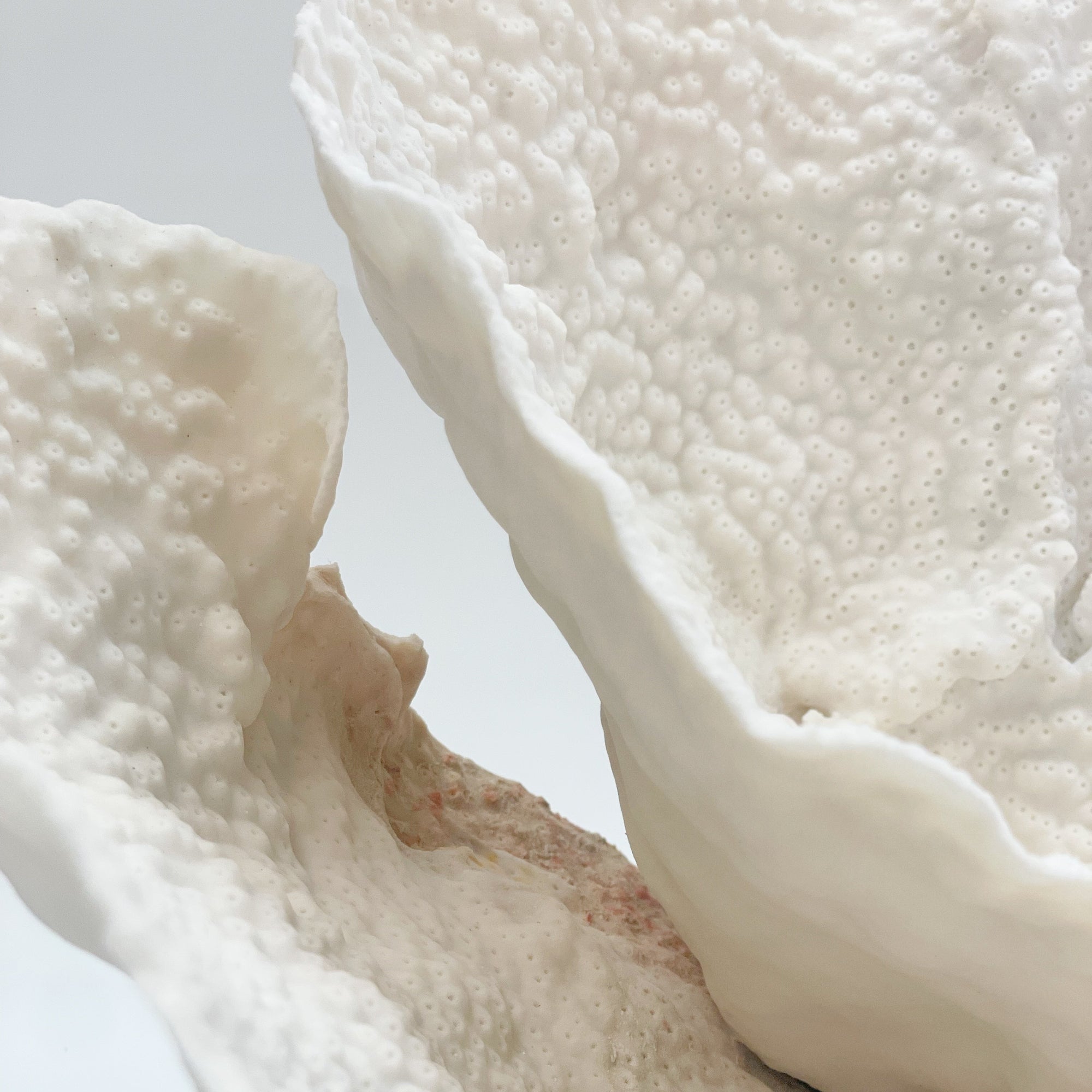 2025 Feature Collection: Turban Vase Coral Oversize #15