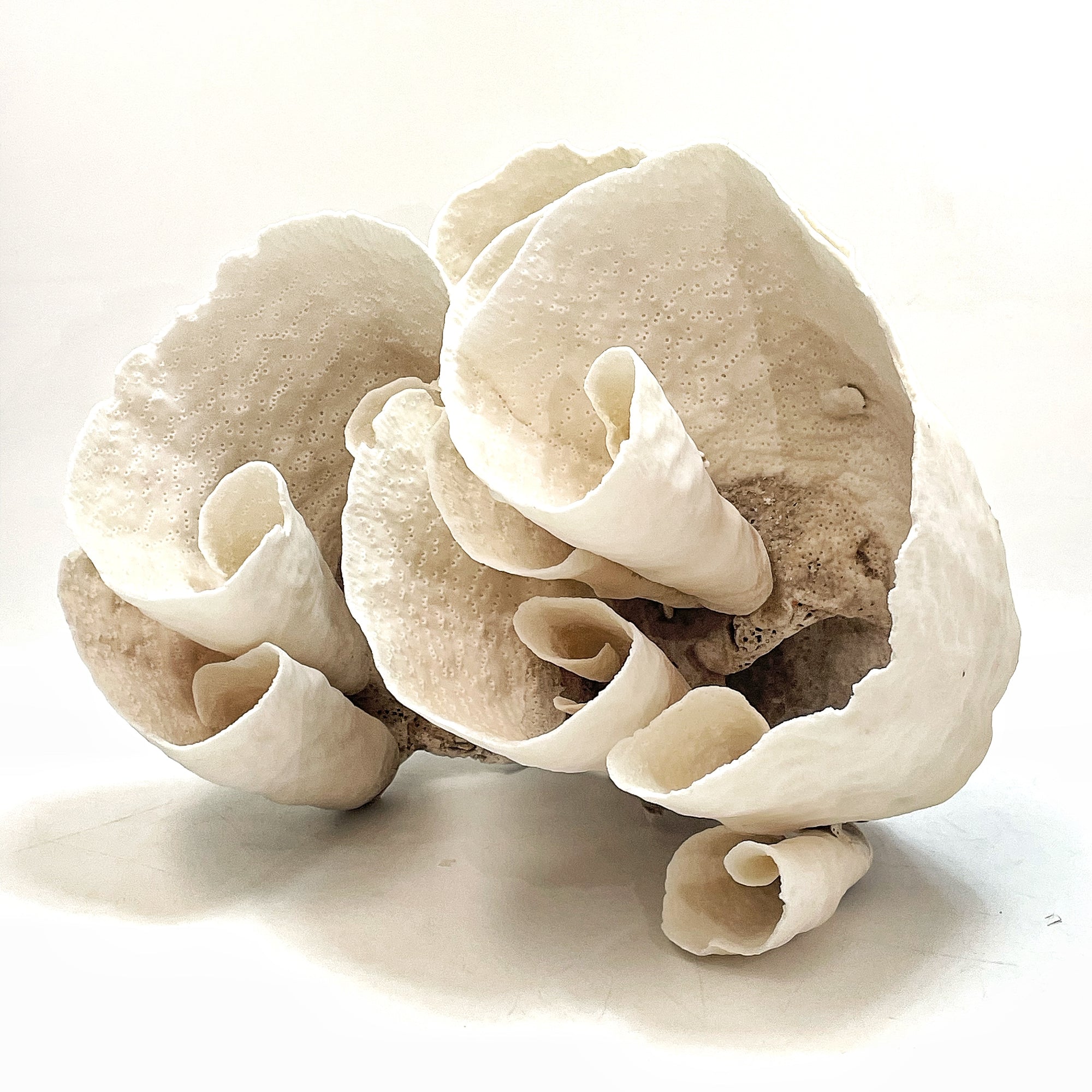 2025 Feature Collection: Turban Vase Coral Oversize #17