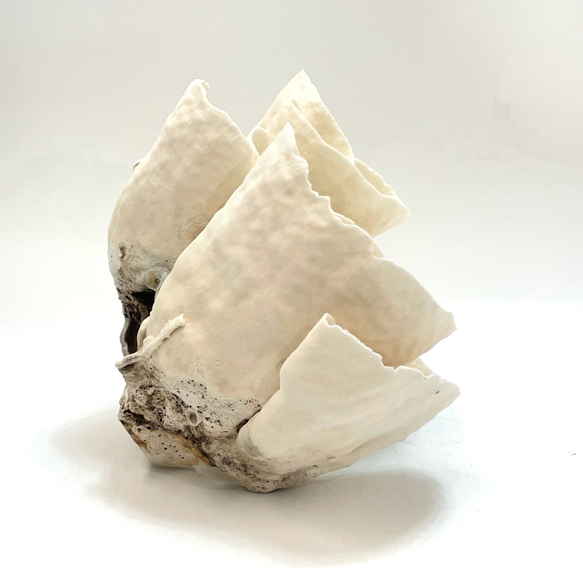 2025 Feature Collection: Turban Vase Coral Oversize #17