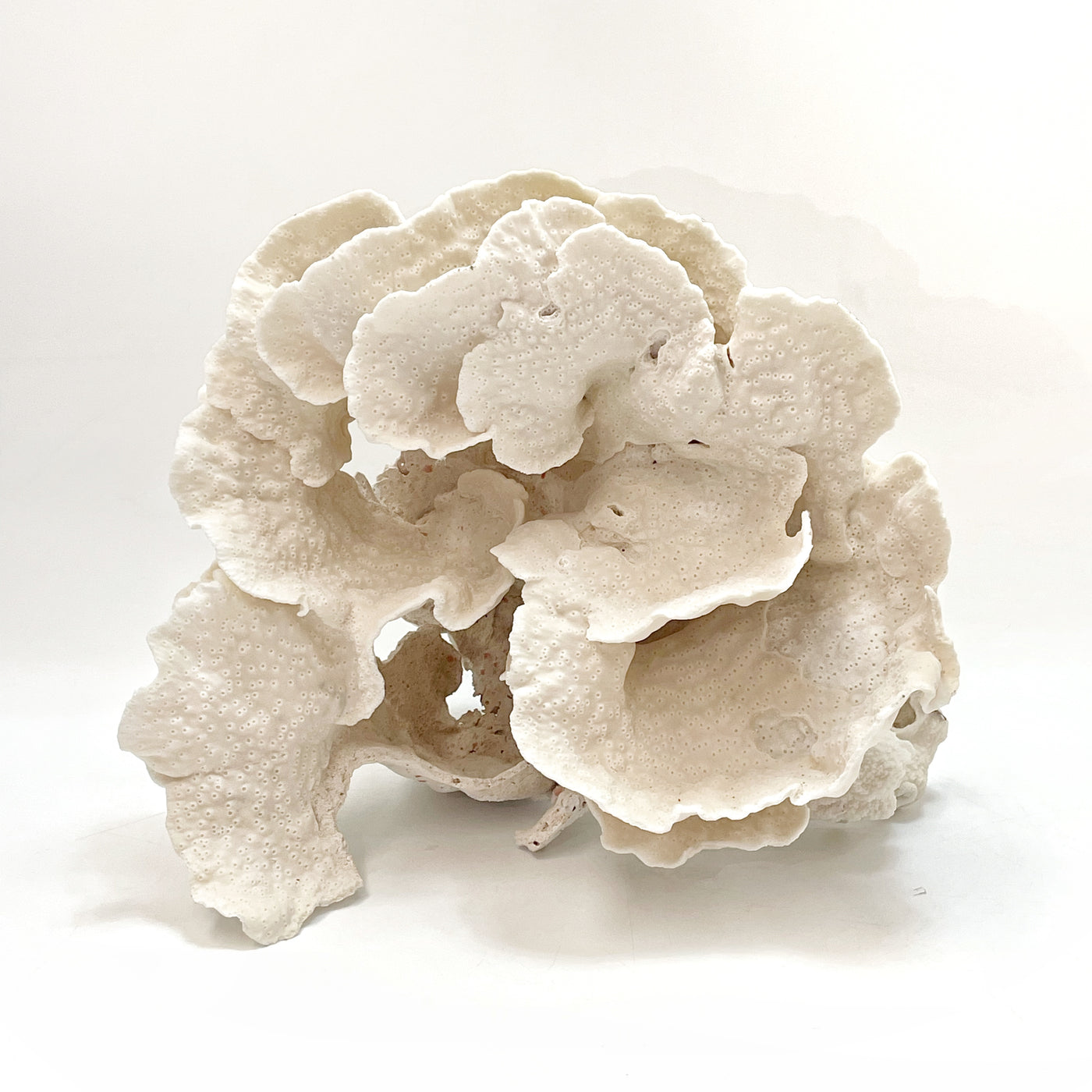 2025 Feature Collection: Turban Vase Coral Oversize #19