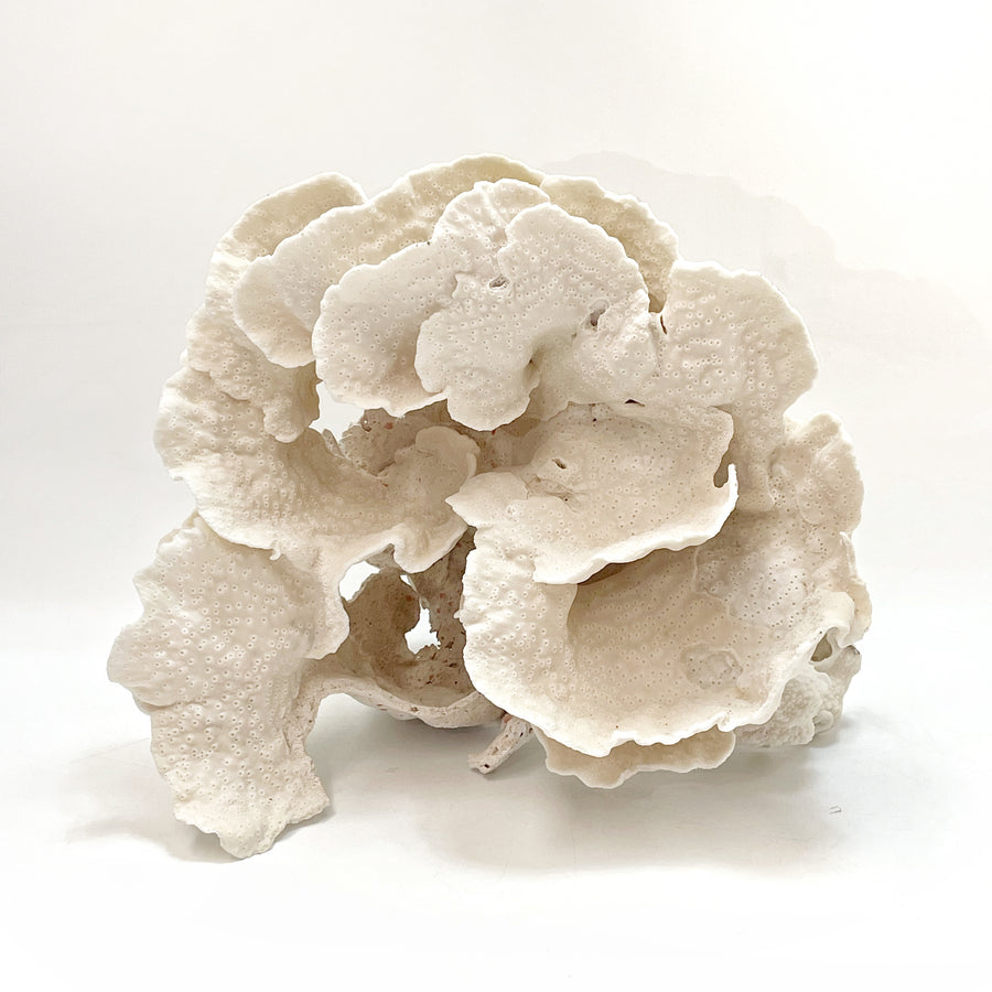 2025 Feature Collection: Turban Vase Coral Oversize #19