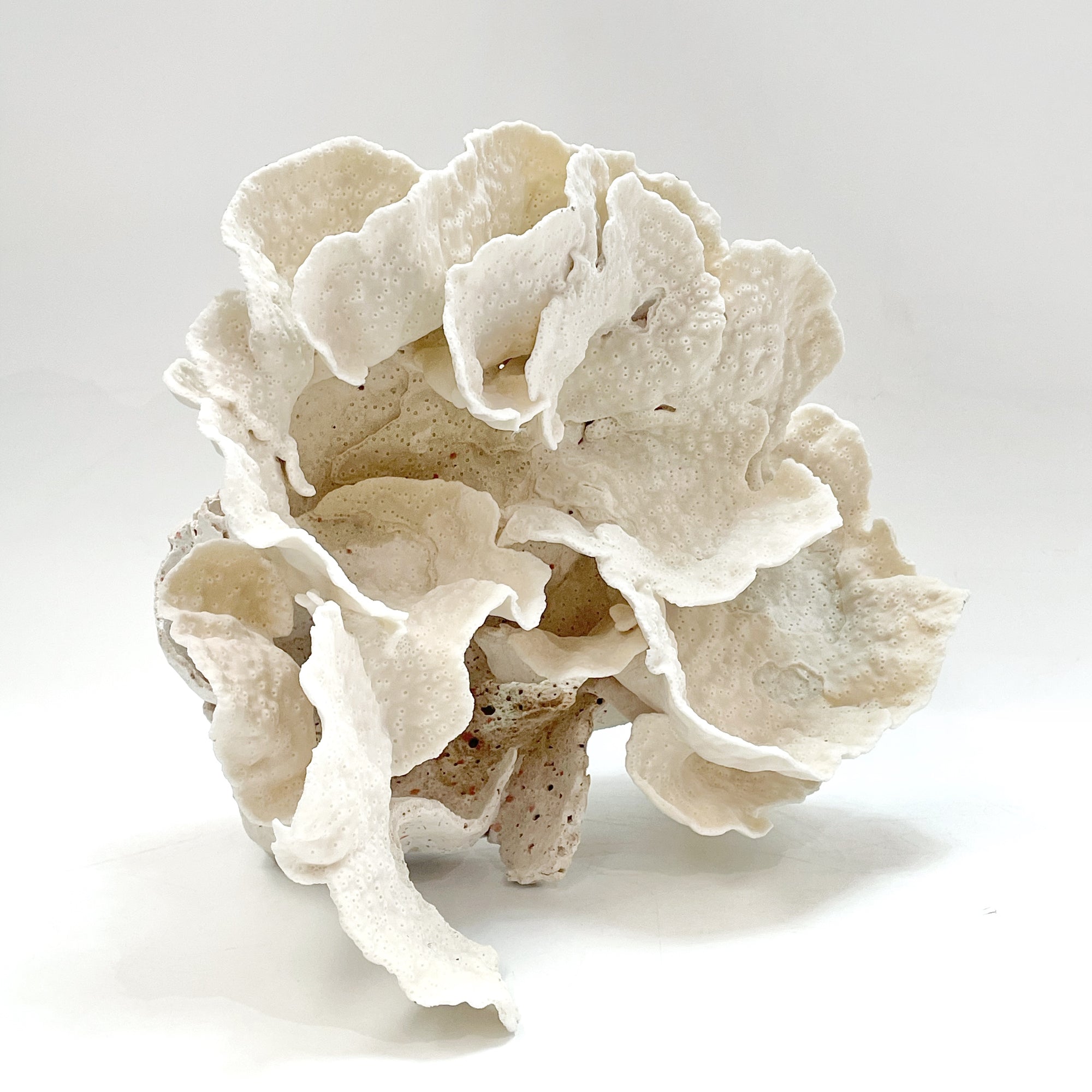 2025 Feature Collection: Turban Vase Coral Oversize #19