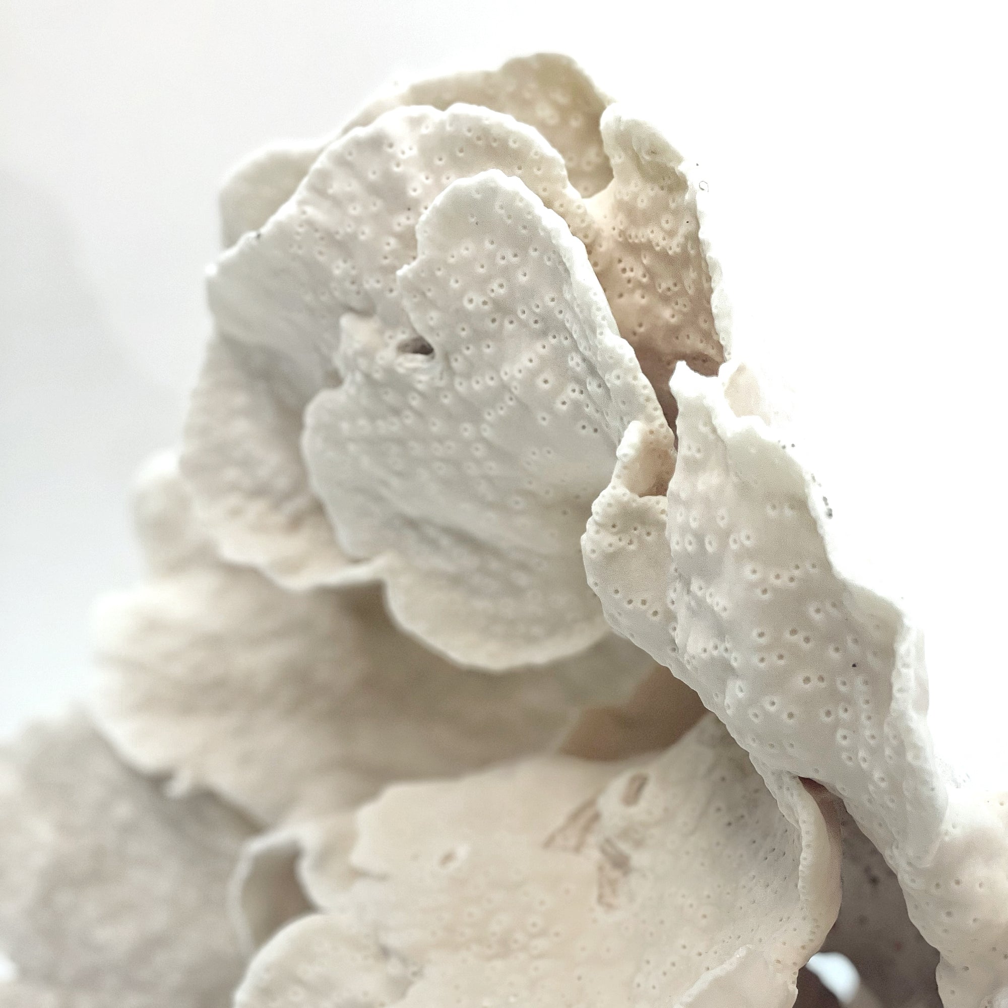 2025 Feature Collection: Turban Vase Coral Oversize #19