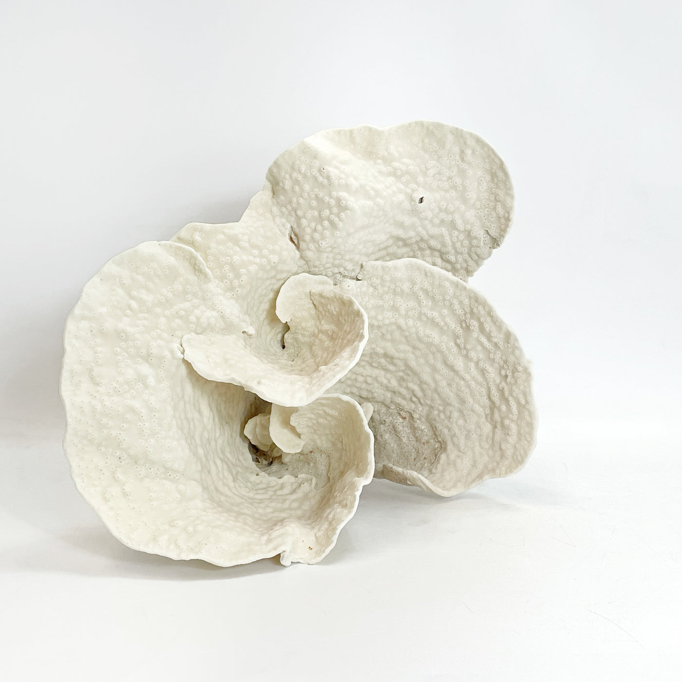 2025 Feature Collection: Turban Vase Coral Oversize #9