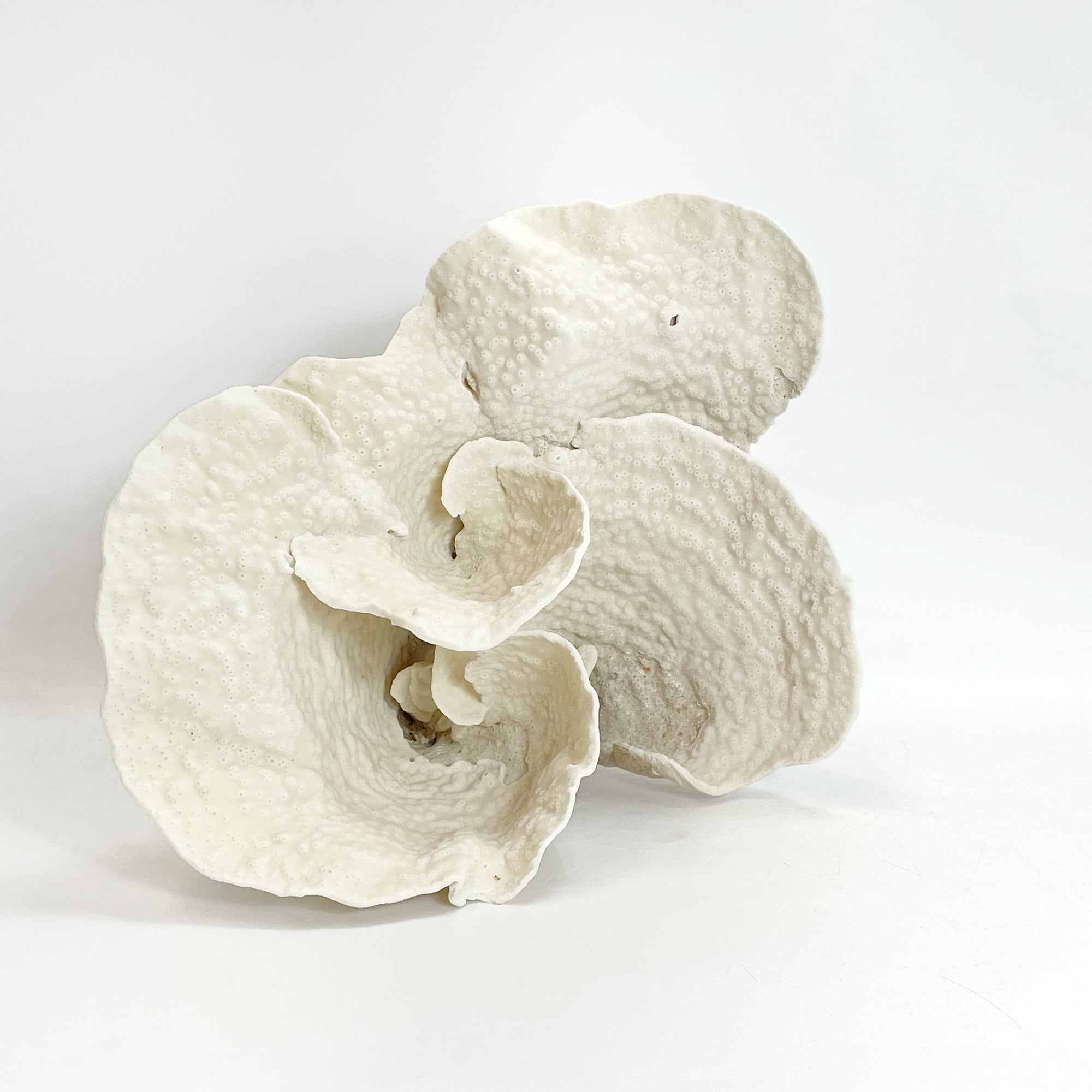 2025 Feature Collection: Turban Vase Coral Oversize #9