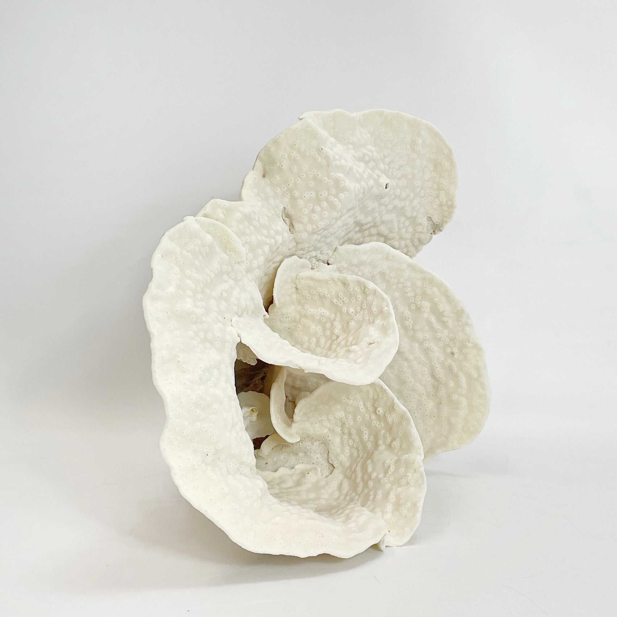 2025 Feature Collection: Turban Vase Coral Oversize #9