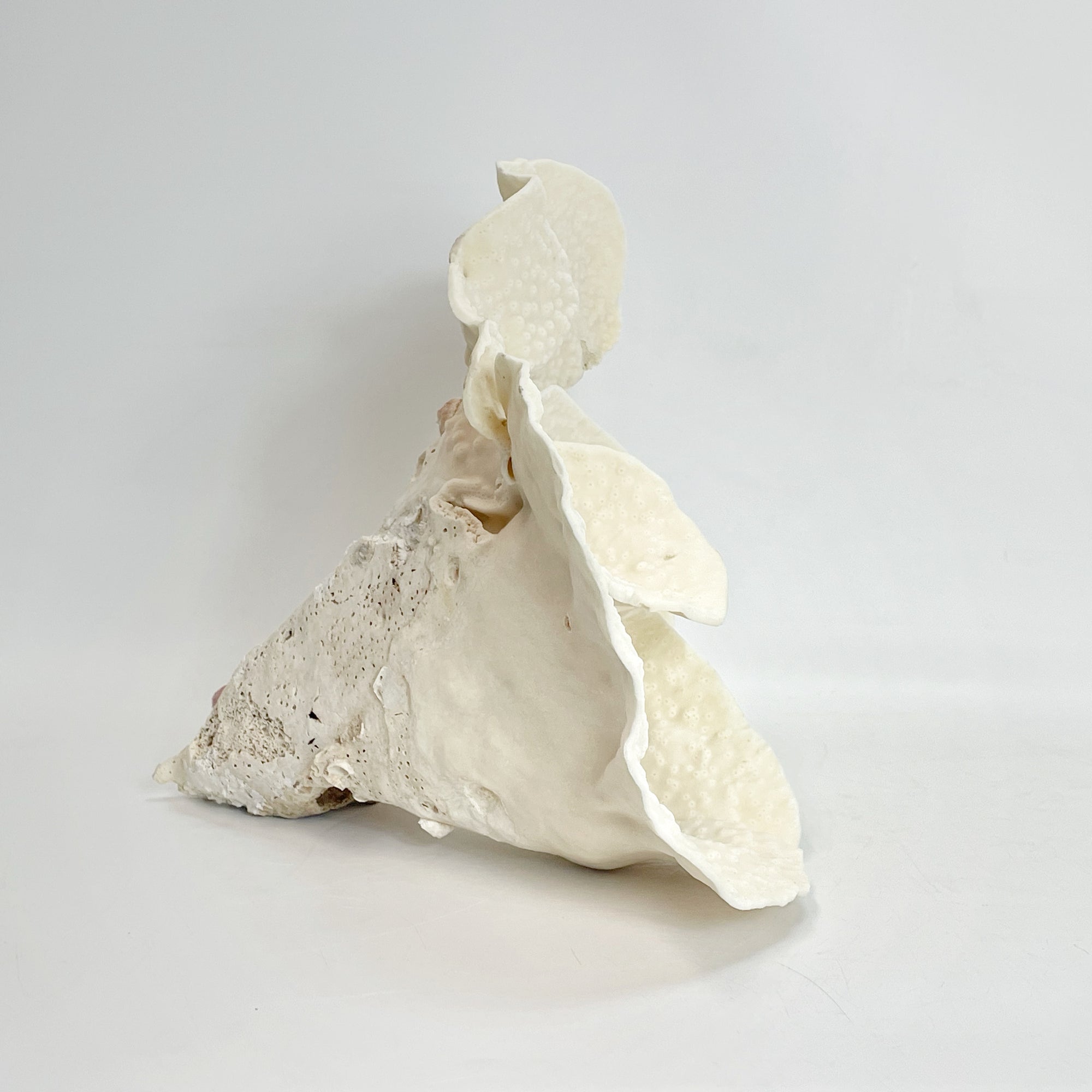 2025 Feature Collection: Turban Vase Coral Oversize #9