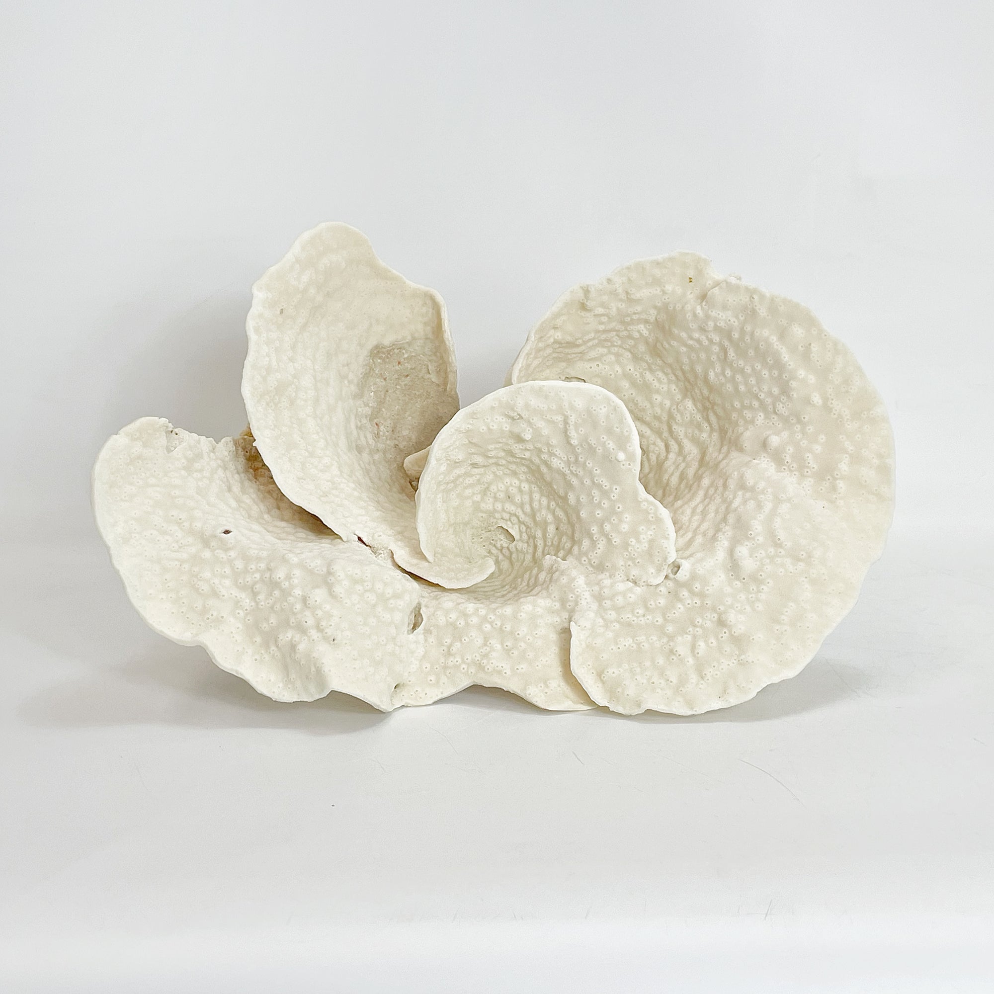 2025 Feature Collection: Turban Vase Coral Oversize #9