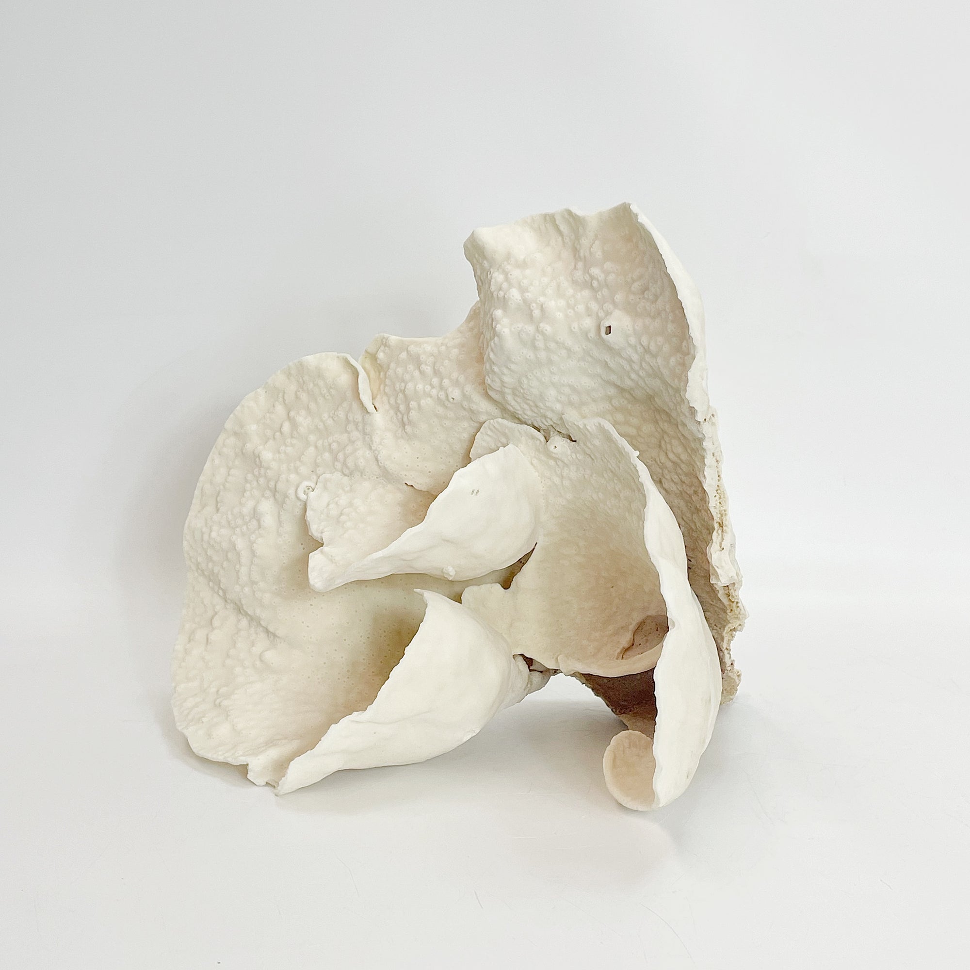 2025 Feature Collection: Turban Vase Coral Oversize #9