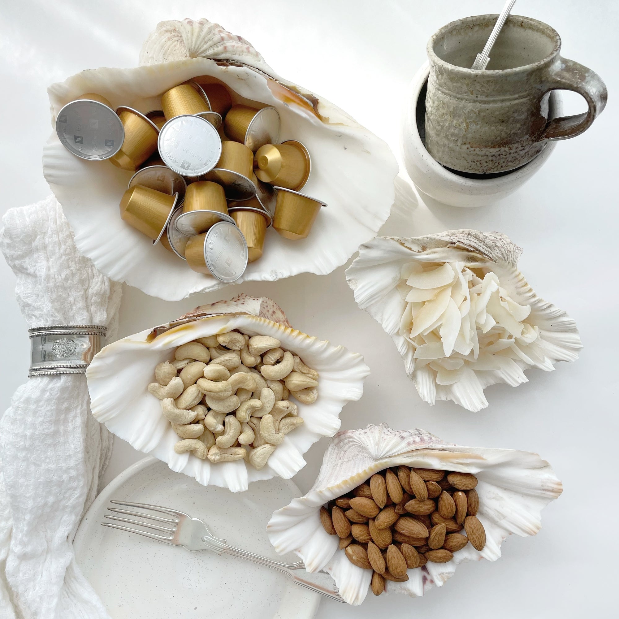 Real Giant Clamshells 10-80 CM ***HIRE ONLY***