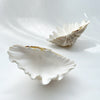 Real Giant Clamshells 10-80 CM ***HIRE ONLY***