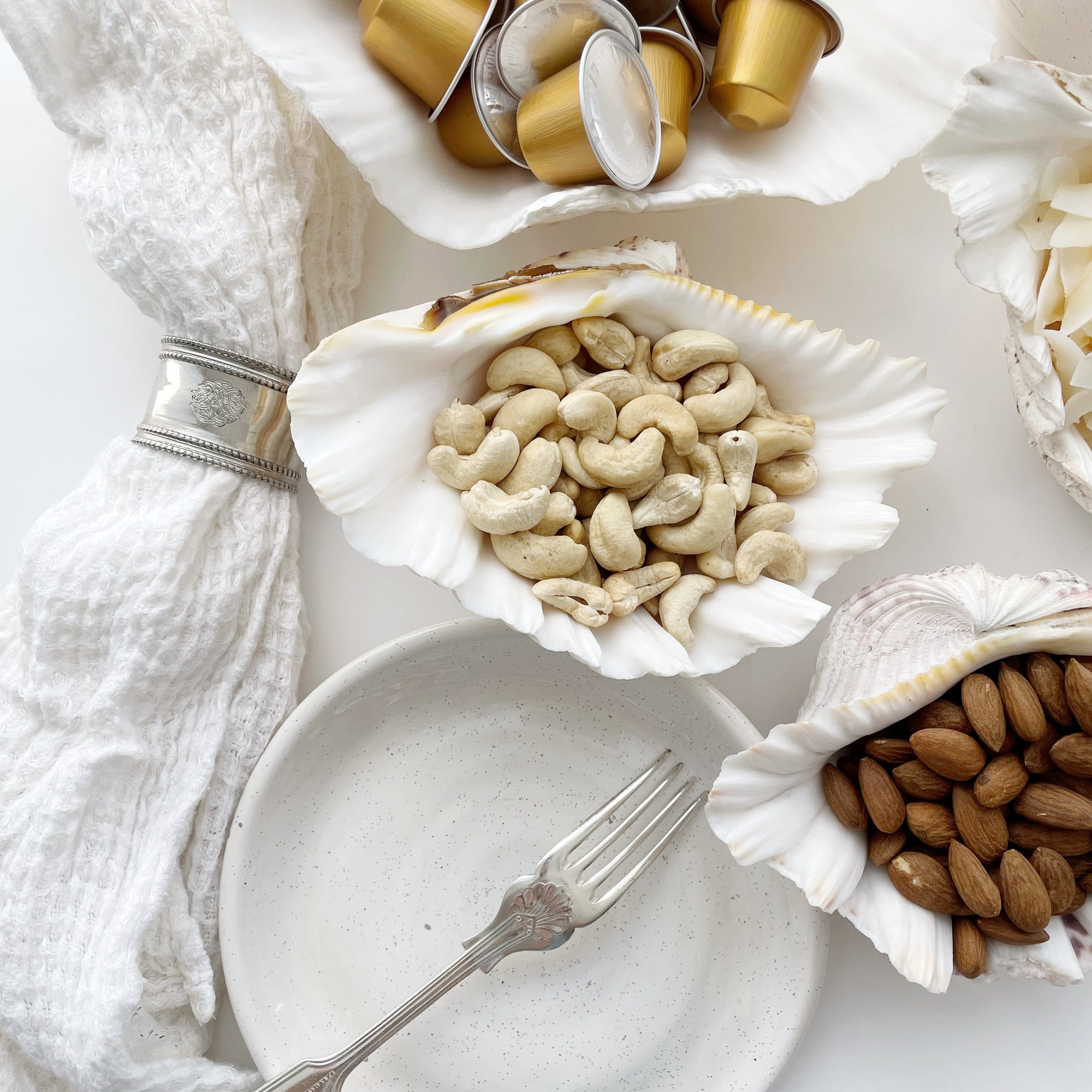 Real Giant Clamshells 10-80 CM ***HIRE ONLY***