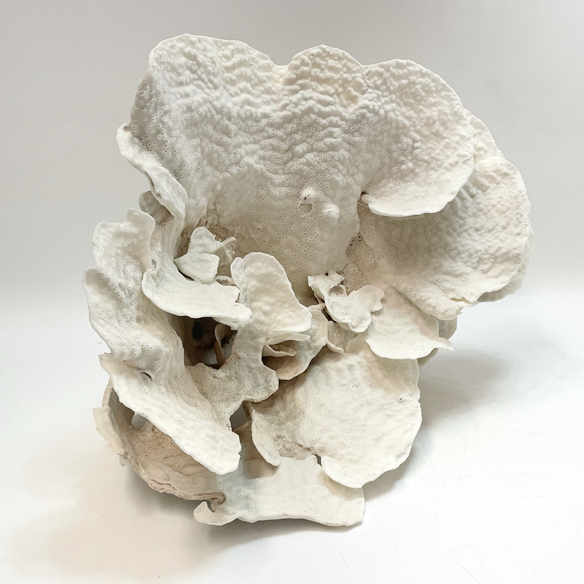 2025 Feature Collection: Turban Vase Coral Oversize #12