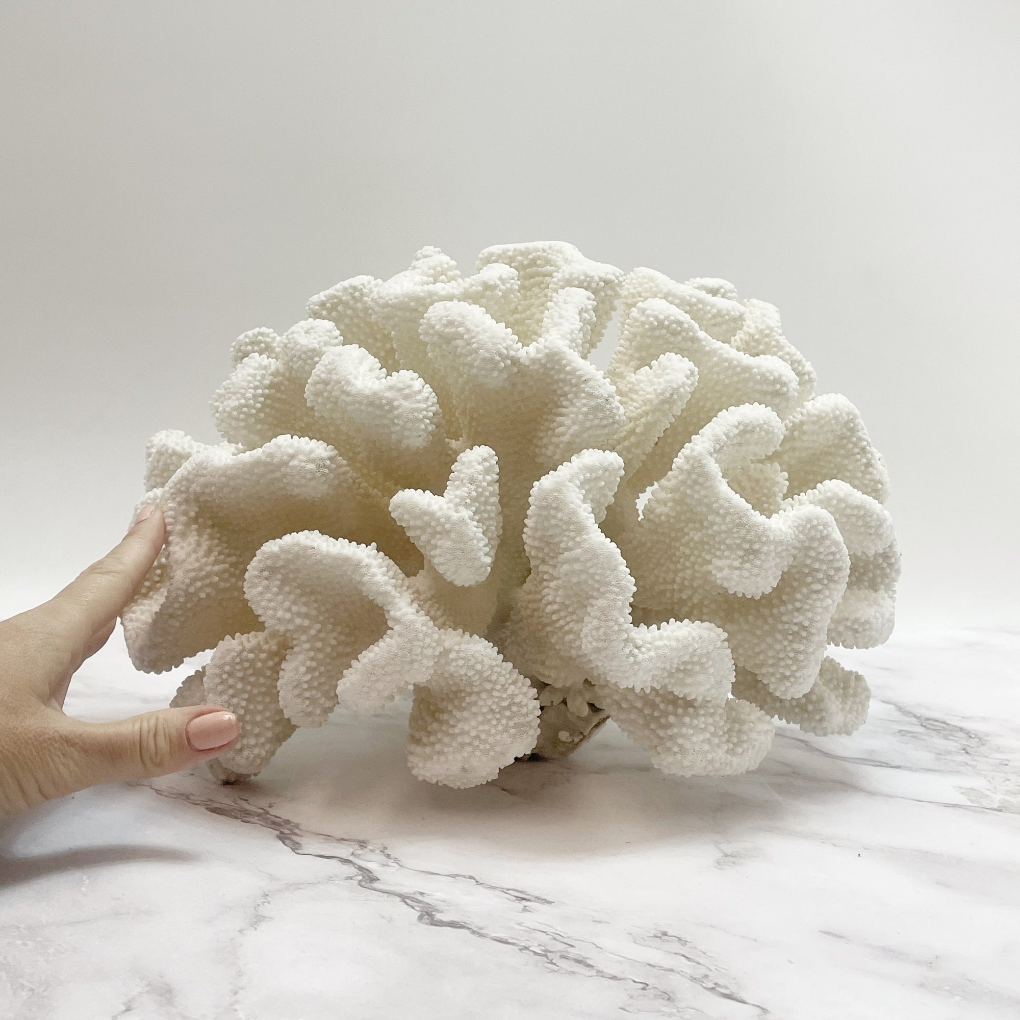 Soft Cauliflower Coral Extra Large