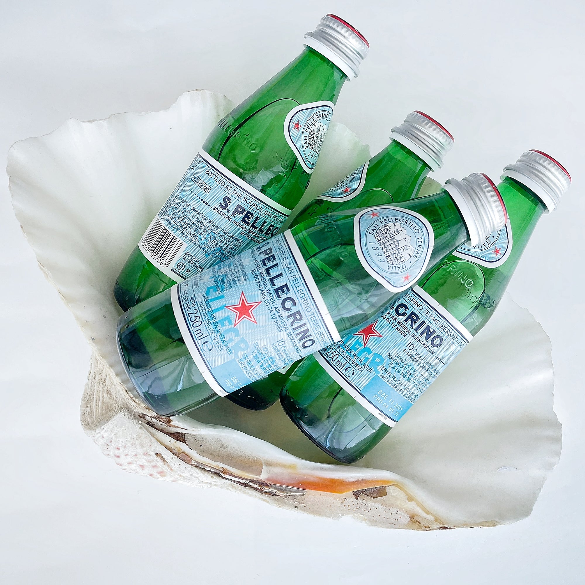 Real Giant Clamshells 10-80 CM ***HIRE ONLY***