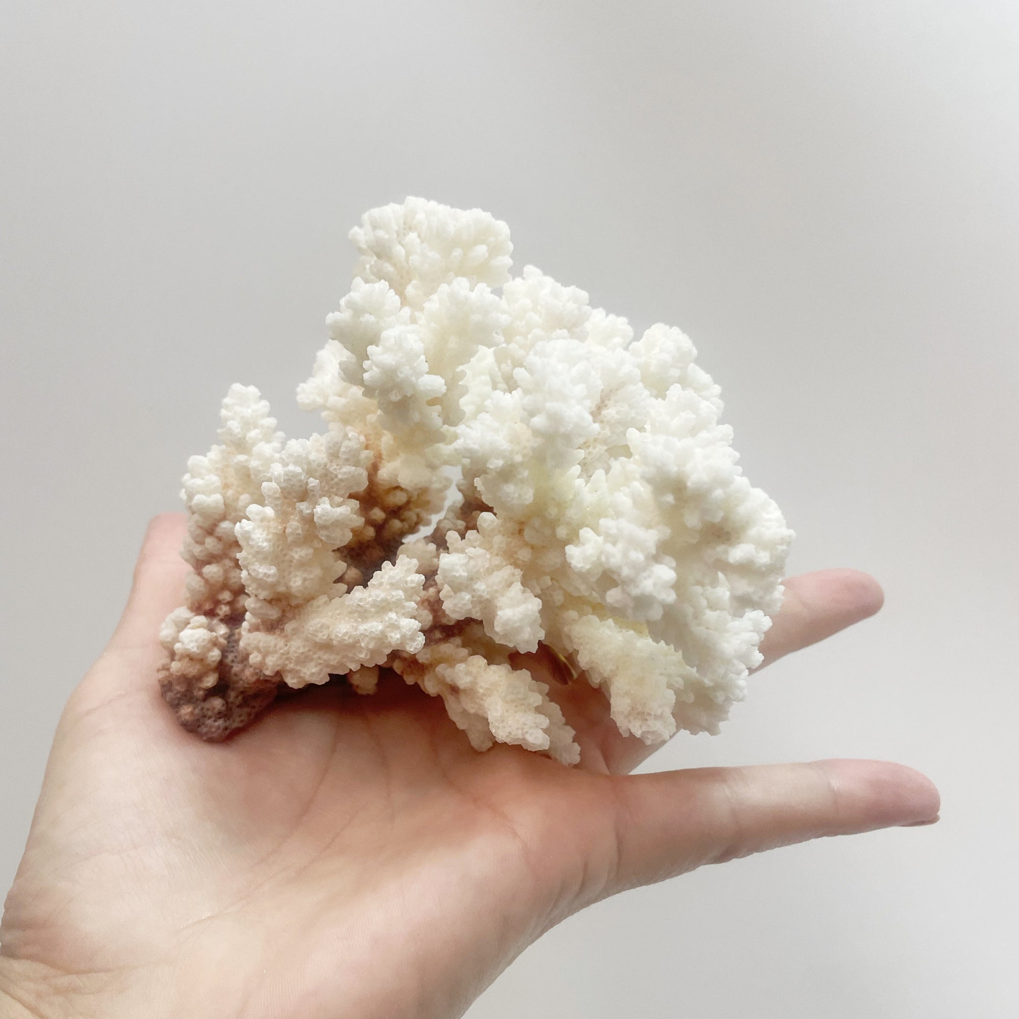 Brown Stem Coral D on Timber Slice