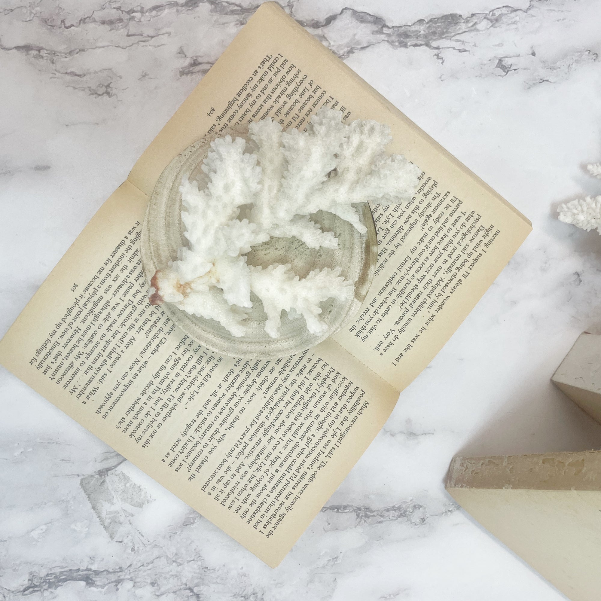 Brown Stem Coral C on Timber Slice