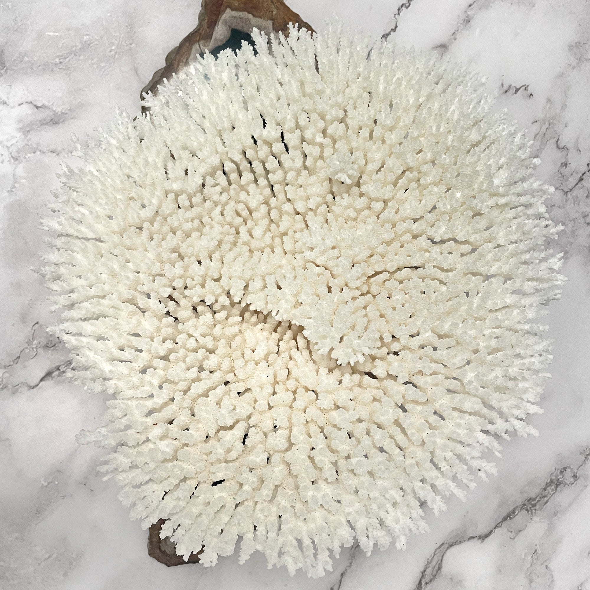 Plate Coral Specimen E