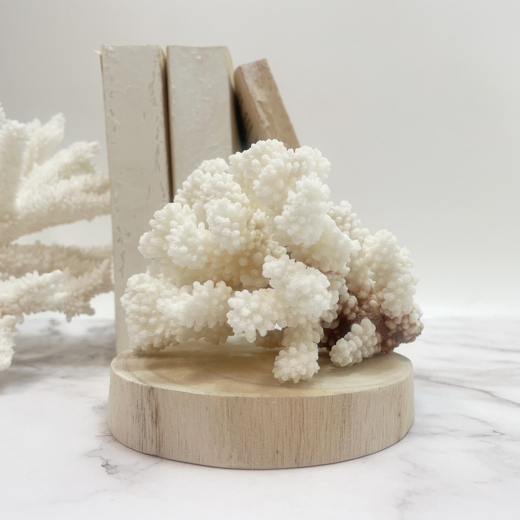 Brown Stem Coral D on Timber Slice