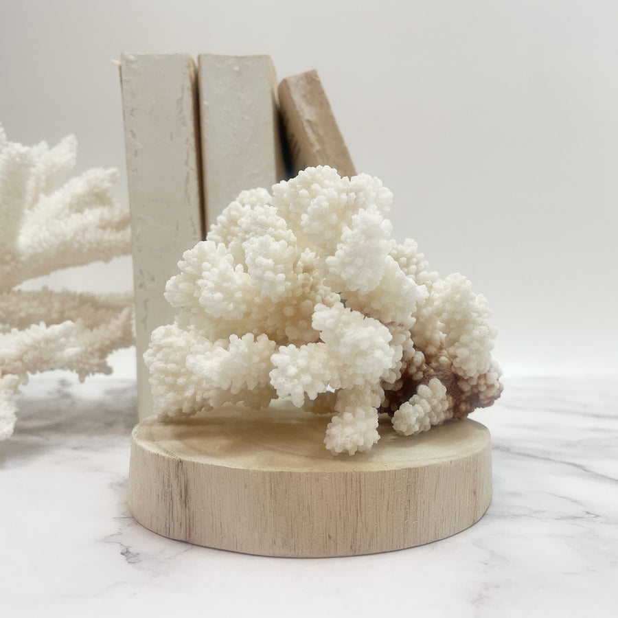 Brown Stem Coral D on Timber Slice