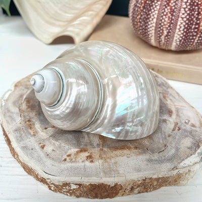 Real Polished Imperial Pearl Shell