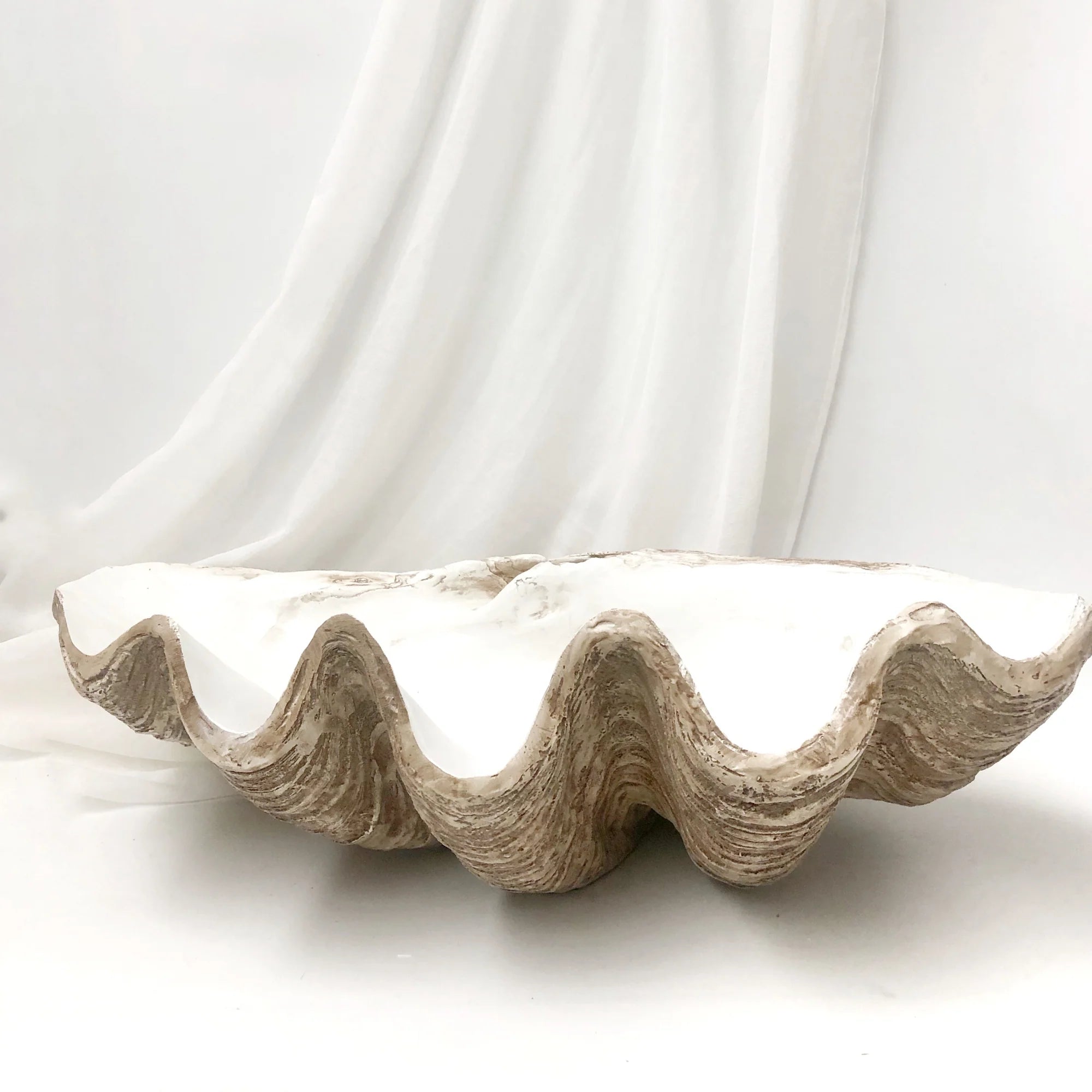 Faux Giant Clamshells Natural Vintage ***HIRE ONLY***